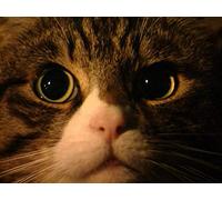 Understanding Your Cat