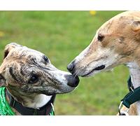 Understanding Your Dog's Behavior
