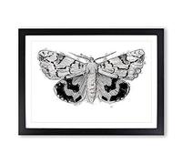 Underwing Moth by S.F. Denton Framed Print | A2 Black Framed Wall Art | Ready to Hang | Modern Nature Picture | Living Room Bedroom Lounge Office