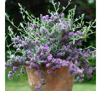 Unique Butterfly Bush Outdoor Shrub Plant Buddleja x Pikei 2L Pot Plant Theory Green One Size
