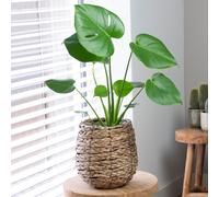 Unique Monstera Swiss Cheese Plant | Indoor Premium Plant Gift | (40-50cm Incl.