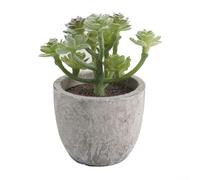 Unique Potted Succulent Plants with Stunning Variegation Low Maintenance Indoor Air Purifying Decor (6)
