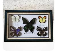 Unique Taxidermy Collectable,Framed Beautiful Butterfly Wall Decor,Real Taxidermy Butterfly Mounted Under Glass In Handmade Wooden Frame,Home Decor Wall Decoration Gift ForChristmas/Valentine/Birthday