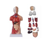 Unisex Human Torso Body Anatomy Anatomical Model Internal Organs Skeleton System