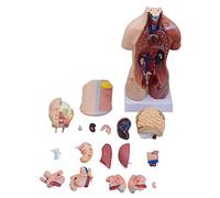Unisex Human Torso Model - 23 Parts - 45cm/17.7inch Life-Size Human Body Model Anatomy Medical Internal Organs for Teaching Education School
