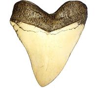 Universal Specialties Huge Realistic 5.5 Inch Carcharodon Megalodon Giant Shark Tooth Fossil Natural Colors Prehistoric Museum Quality Large Display Great Teeth for Kids or Collectors (Replica)