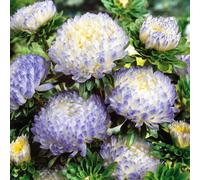 Unwins Aster 'blue Ice' Flower Seeds - Pack Of 200, Summer-Flowering Annual