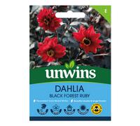 Unwins Dahlia Pinnata Black Forest Ruby