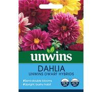 Unwins Dahlia Unwins Dwarf Hybrids