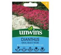 Unwins Dianthus Ideal Select Rose Easy To Grow Seeds