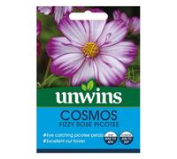 Unwins Flower Seeds - Cosmos Fizzy Rose Picotee