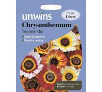 Unwins Grow Your Own Chrysanthemum Tricolour Mix Pretty Blooms Seeds