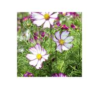 Unwins Grow Your Own Garden Flowers Cosmos Tip Top Picotee Seeds
