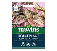 Unwins Houseplant Hypoestes Polka Dot Plant Pink