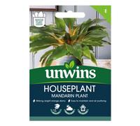 Unwins Houseplant Mandarin Plant (Chlorophytum Orchidastrum)