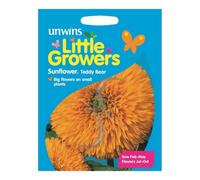 Unwins Little Growers Seeds Sunflower Teddy Bear