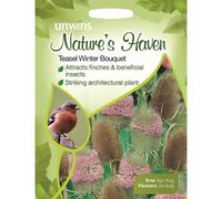 Unwins Pictorial Packet - Natures Heaven Teasel Winter Bouquet - 200 Seeds
