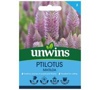 Unwins Ptilotus Matilda Easy To Grow Seeds