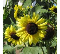Unwins Sunflower Seeds 'lemon Moonshine' - Pack Of 25