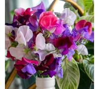 Unwins Sweet Pea Seeds 'flower Arranger's Blend' - Fragrant Long-Stem Cut-Flower Mix