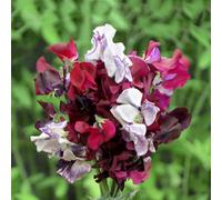Unwins Sweet Pea Seeds 'midnight Eclipse Mix' - Spencer-Type Fragrant Summer Blooms 21 Seeds