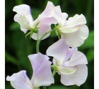 Unwins Sweet Pea Seeds 'more Scent' Spencer-Type Salmon Pink On Cream - 21 Seeds