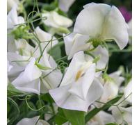 Unwins Sweet Pea Seeds 'romeo' - Fragrant Summer Flowering Seed Pack Of 21