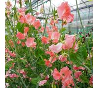 Unwins Sweet Pea Seeds 'wj Unwin' - Fragrant Orange-Pink Spencer Type, 11 Seeds