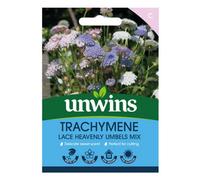 Unwins Trachymene Lace Heavenly Umbels Mix