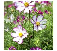 Unwins Unwin Flower Seeds Cosmos Tip Top Picotee Seeds