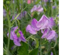 Unwins Unwin Flower Seeds Sweet Pea Leamington