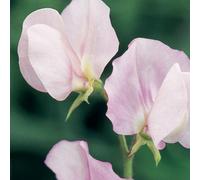 Unwins Unwin Flower Seeds Sweet Pea Prima Donna