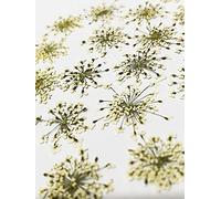 UOKWIWI 36 pcs Queen Anne's Lace Real Natural Dried Pressed Flowers for Resin Art Craft DIY