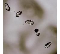 Up by Peter Gabriel (2003-05-02)