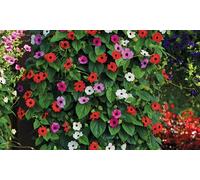 Up to 9-Pack Thunbergia Trio Collection Plug Plants: 9 Plugs