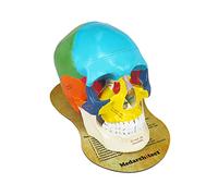 Upgraded Life Size Human Colored Head Skull Anatomical Model with Newest Laser-Etched Fonts and Skull Diagram Mouse Pad for Medical Student Human Anatomy Study Course Demonstration, Teaching