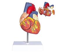 UPIKIT Anatomical Heart Model -2X Enlarged Human Heart Model， with Rigth/Left Atrial Appendage Anatomical Model for Science Classroom and Cardiology Study