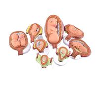 UPIKIT Anatomical Human Fetal Development Model - Baby Foetus Pregnancy Anatomy, Labs Pregnancy Series - Embryonic, Set of 8 Anatomical Models for School,Education