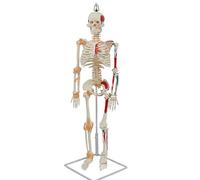 UPIKIT Anatomy Human Skeleton Model 85Cm Size with Painted Muscle And Ligaments Suitable for Classroom Display And Medical Study