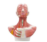 UPIKIT Human Head And Facial Muscle Anatomy Model, Neck Head Chest Muscle Anatomical Model for Training/Learning/Drawing at Rehabilitation Center, Medical Institute, Nursing School
