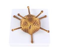 UPIKIT PVC Virus Anatomy Model, Medical Cell Ultrastructure Model for Hospital School Science Educational