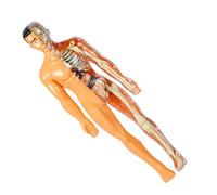 UPKOCH 1set Human Body Model Kit for Boy Girl Realistic Anatomy Skeleton Organs Interactive Science Experiment for Learning Anatomy and Human Organs Stem Educational Toy
