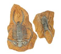 UPKOCH 2Pcs Realistic Trilobite Fossil Reptile Box Ornaments Creative Terrarium Decors for Lizard and Pets Unique Landscape Accents for Snake and Reptile Enclosures