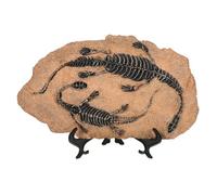 UPKOCH Dinosaur Fossil Specimen Model Educational Decorative Fossil Adornment for Unique Dinosaur Decor for Home and Parties Teaching Sample for Creative Learning