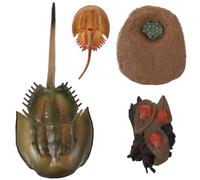 UPKOCH Horseshoe Crab Growth Cycle Model - Educational Life Cycle Figure Set for Kids, Classroom and Home Use, Plastic Marine Biology Learning Tool