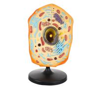 UPKOCH Middle School Animal Cell Model Teaching Aid with Magnified Structure Color Observation for Biology Education and Research Laboratory Use