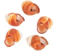 UPKOCH Natural Snail Shells for Escargot Cooking 1.57 Inch Heat Insulation Snail Shells Set of 5 for French Restaurant Baking and Serving