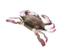 UPKOCH Realistic Crab Figurine PVC Sea Life Model Educational for Fish Tank Accessories Creative Ocean Animal Figure for Learning and Decorative Role Play Simulation Creature
