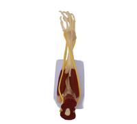 Upper Leg Skeletal Muscle Nerve Model Human Arm Anatomy Model Nerve Education Learning Research Clinical Education to Show Bone Muscles