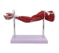 Upper Limb Arm Muscle Anatomy Model Shoulder and Elbow Joint Model with Digital Mark 5 Parts Removable With Base and Stand Showing The Nerves and Tendons Shapes